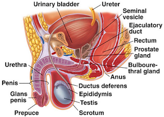 Gambar dan Anatomi Alat Reproduksi Laki-Laki