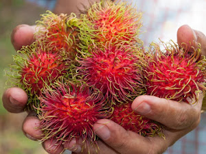 6 Jenis Buah Rambutan yang Banyak Dicari Orang Indonesia