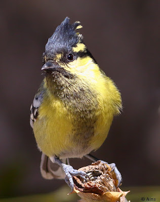 "Indian Yellow Tit (Machlolophus aplonotus) is a tiny but colourful songbird. Bright yellow plumage with contrasting black markings distinguishes this species. Perched atop a thorny stump,displaying its bright plumage."