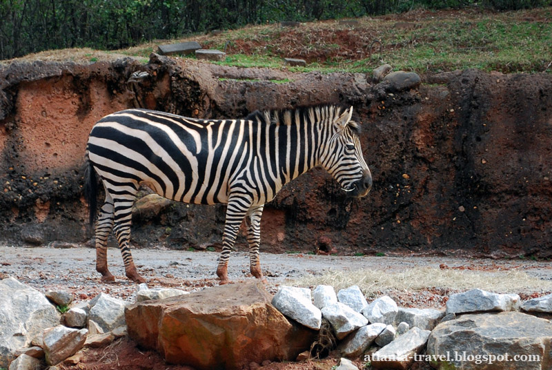 Atlanta zoo