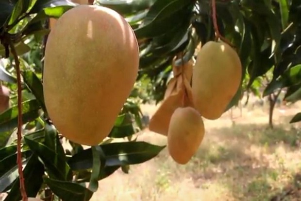 Mangga Agrimania solo