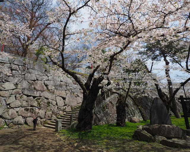 盛岡城跡公園の桜