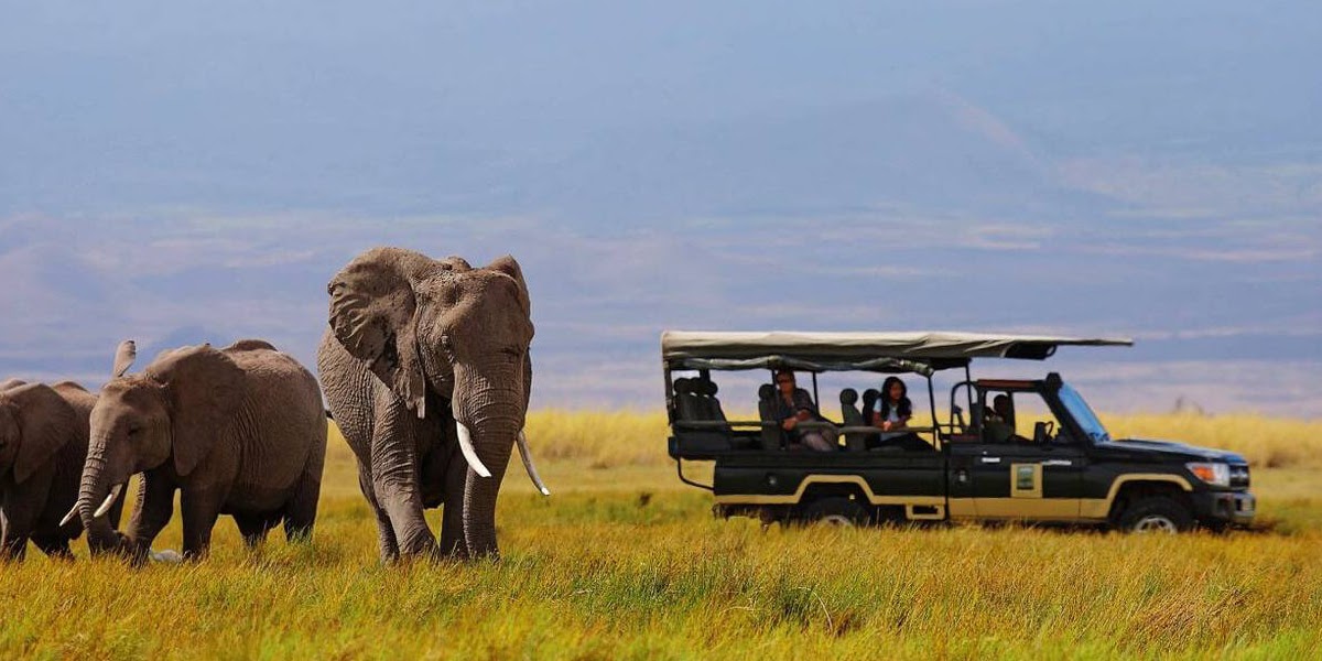 What Makes The Best Tanzania Wildlife Adventure Popular?