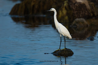 Wildlifefotografie Neretva Delta Seidenreiher Olaf Kerber