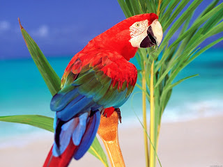 HD Parrot Wallpapers