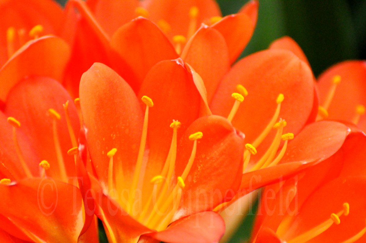 These Beautiful Orange Flowers are called Clivia (I didn't know until ...