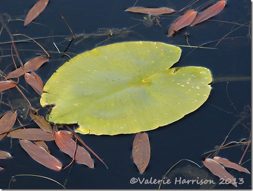 50-lilypad