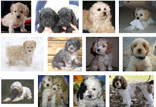 Cockapoo Puppy Breeders