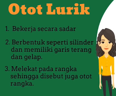 Gambar Otot Lurik Dan Ciri - cirinya