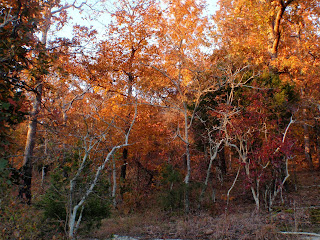 Backpacking on the River to River Trail - Shawnee National Forest