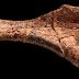 Βρέθηκε ο πιο παλιός δεινόσαυρος που έχει ανακαλυφθεί ποτέ