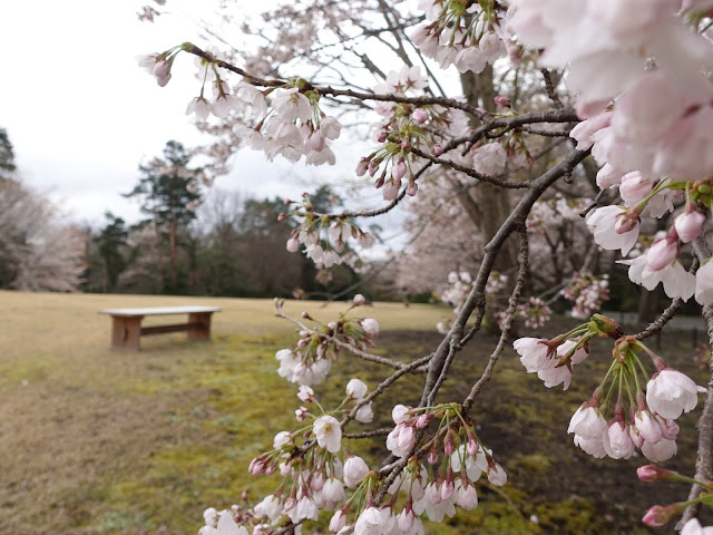 とっとり花回廊　桜の広場　九分咲のソメイヨシノ桜