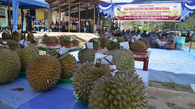 Ratusan Durian Kubang Dibawa Masyarakat Untuk Memeriahkan Festival Durian 