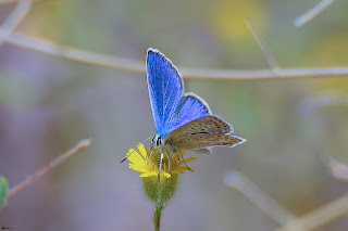 mariposa-celina-polyommatus-celina-macho-