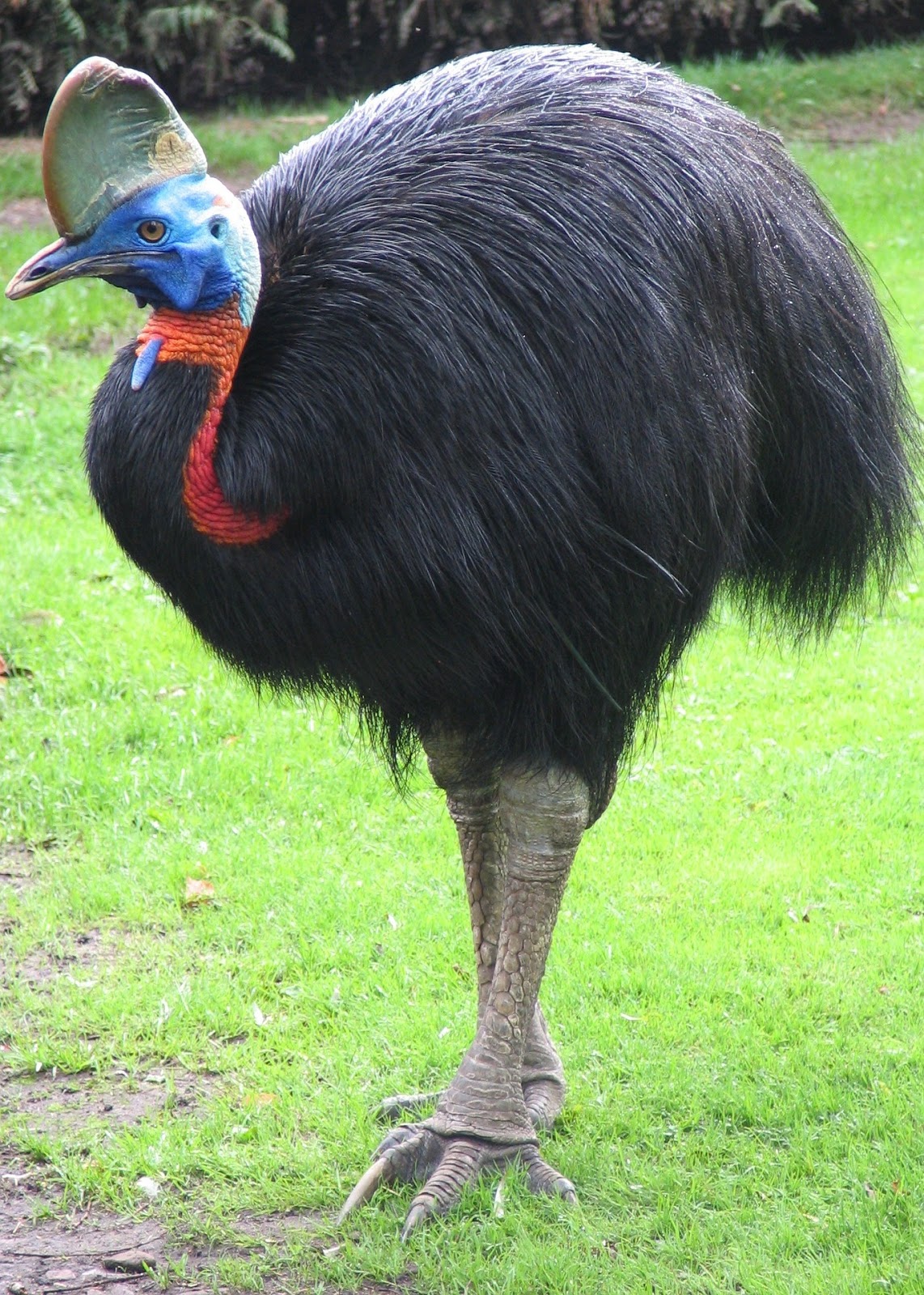 Picture of a southern cassowary flightless bird.