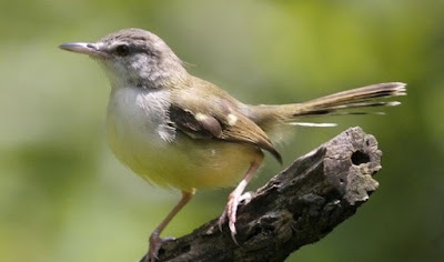 Cara Merawat Burung Ciblek Cepat Gacor (Gandang)