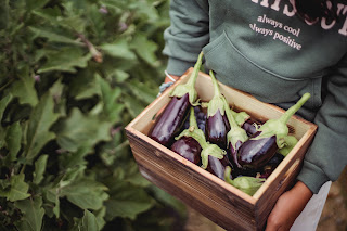 Farmer holding a box of eggplants
