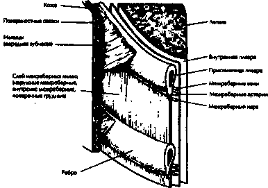 Рис.13. Структура грудной стенки