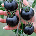 These Jet Black Tomatoes May Look Weird but They’re Great for Your Health