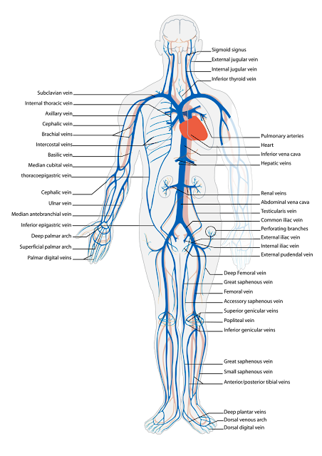 Venous system