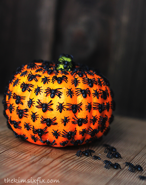 Pumpkin spider bug
