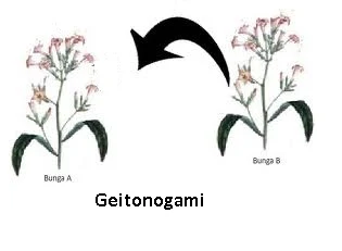 geitonogami