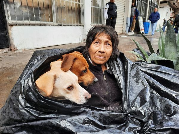 Señora y perritos se resguardan del frío y lluvias con bolsas de plástico