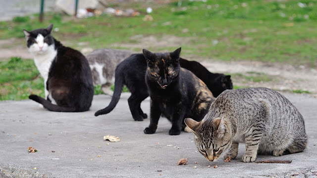 Apa Saja Perbedaan Kucing Domestik dan Liar?