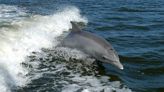 delfin tierno en el agua