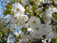 同神社の代表的な名桜寝覚桜