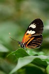 Monarch Butterfly are decreasing in numbers 