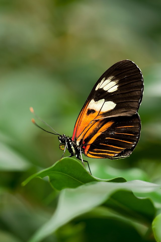 Monarch Butterfly are decreasing in numbers 
