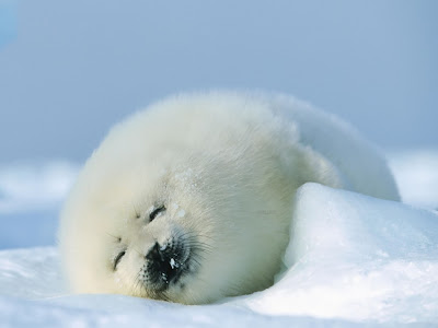 Seal Cub Normal Desktop Backgrounds,Stills,Wallpapers