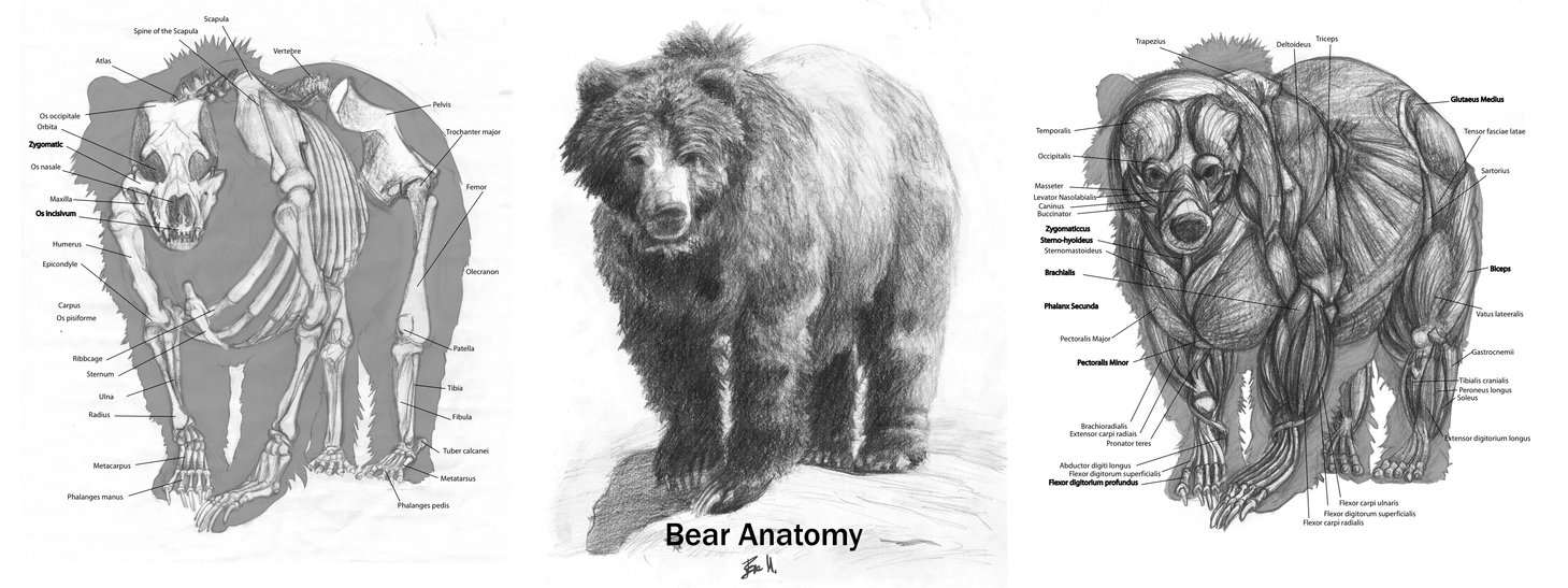 sistem anatomi dan morfologi pada beruang kutub