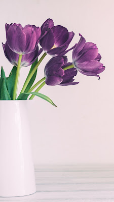 Gambar bunga tulip asli, cantik dan indah