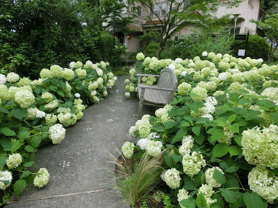 [新しいコレクション] 紫陽花白 840159-紫陽花白寿紅の育てかた