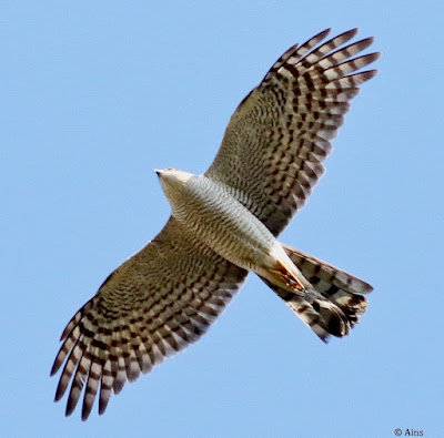 "Eurasian Sparrowhawk - Winter visitor, flying still in April."