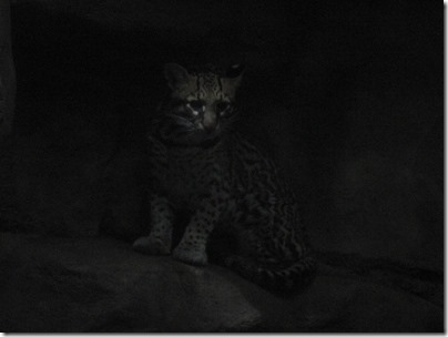 IMG_0267 Ocelot at the Oregon Zoo in Portland, Oregon on November 10, 2009