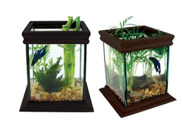 Aquarium Cupan Unik