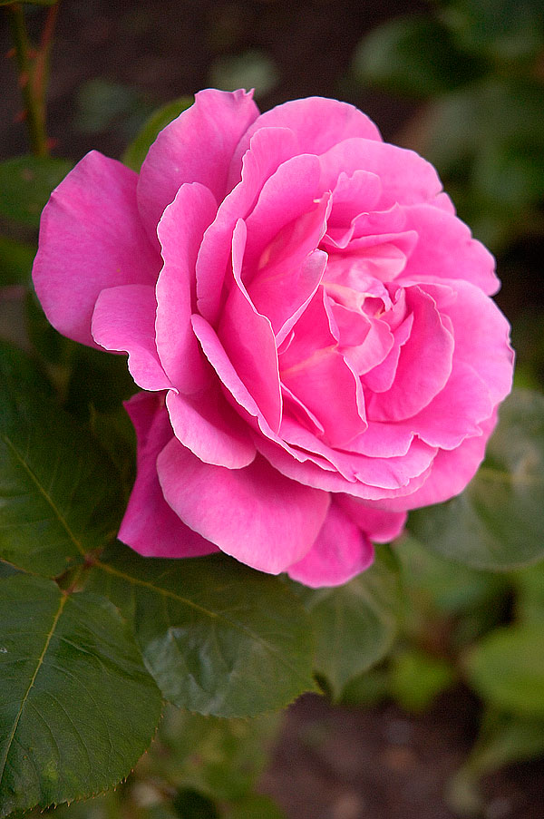 pink roses wallpaper. pictures Pink roses wallpaper