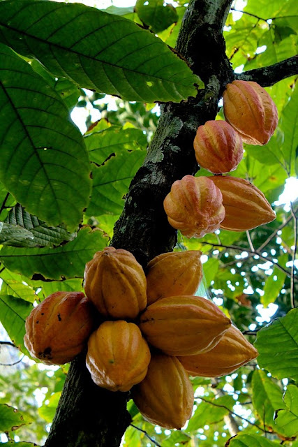 Плоды Theobroma cacao