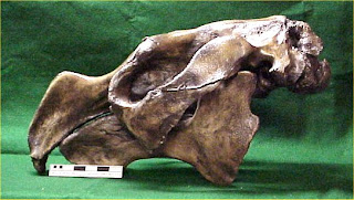 Images of Steller's Sea Cow Fossil