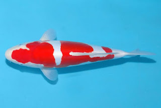 Ikan Koi Jenis Kohaku Doitsu - Seputar Ikan Hias