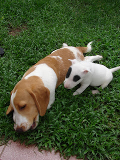 Bull Terrier  Panda Dog สุนัข บูลเทอร์เรีย แพนด้า