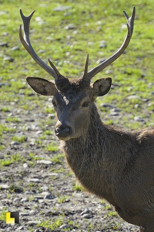 portrait de cerfs photo pascal blachier