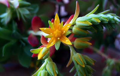 Sedum palmeri - Palmer's stonecrop care and culture
