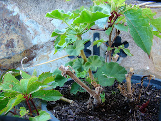 Geranios (Pelargonium zonale (L.) L'Hér. ex Aiton).