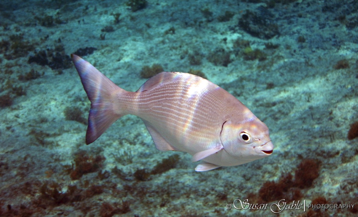 Cozumel 5455