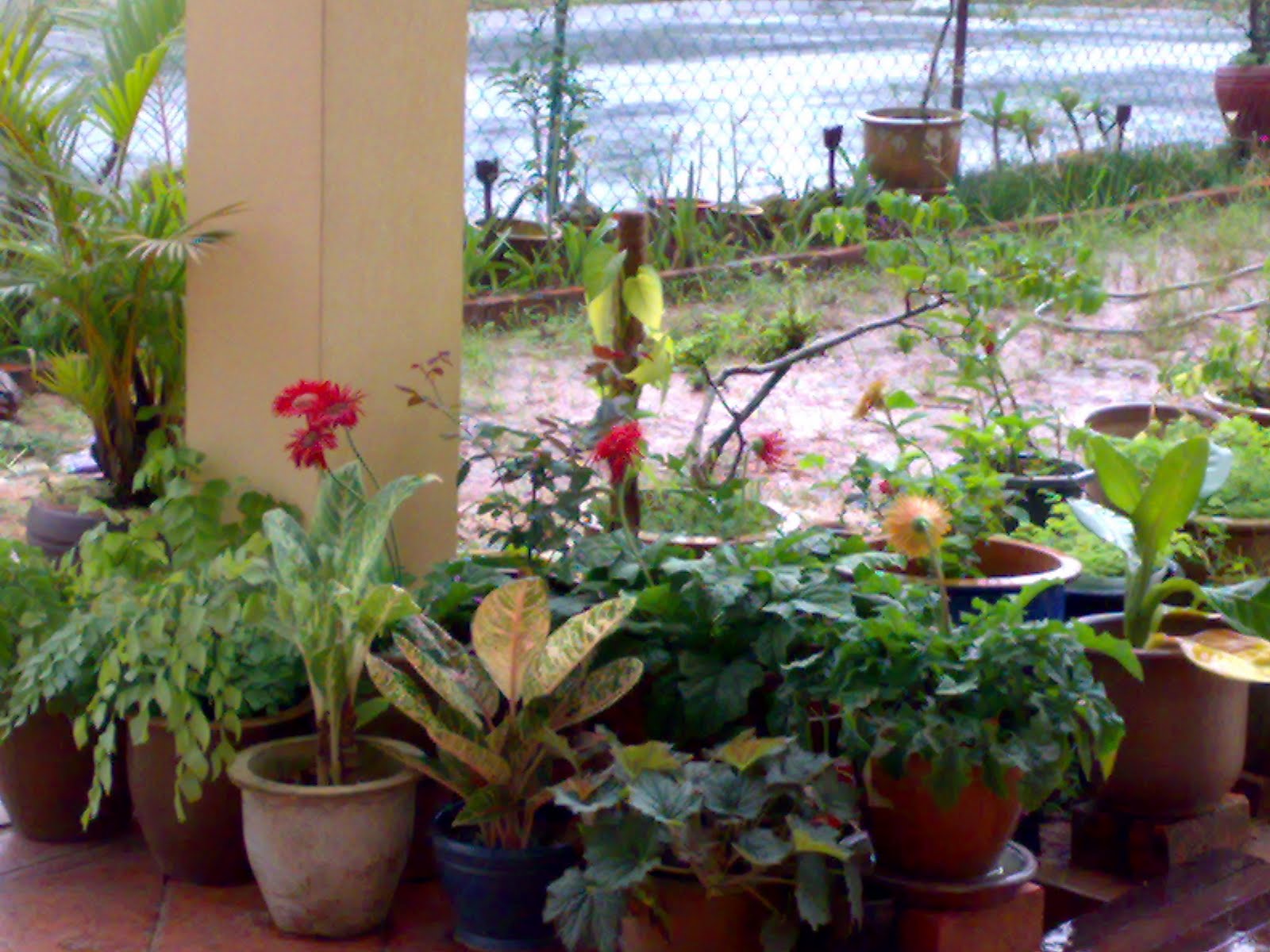 All About My Plant: Pokok Pasuan Di Porch