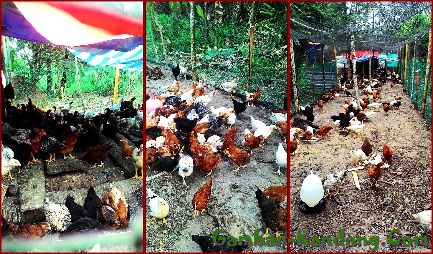 Contoh Kandang Ayam Kampung Super Sederhana Cocok Bagi 